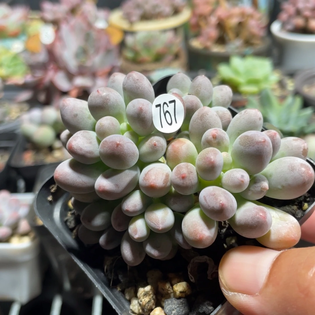 仙子奶酪多肉植物