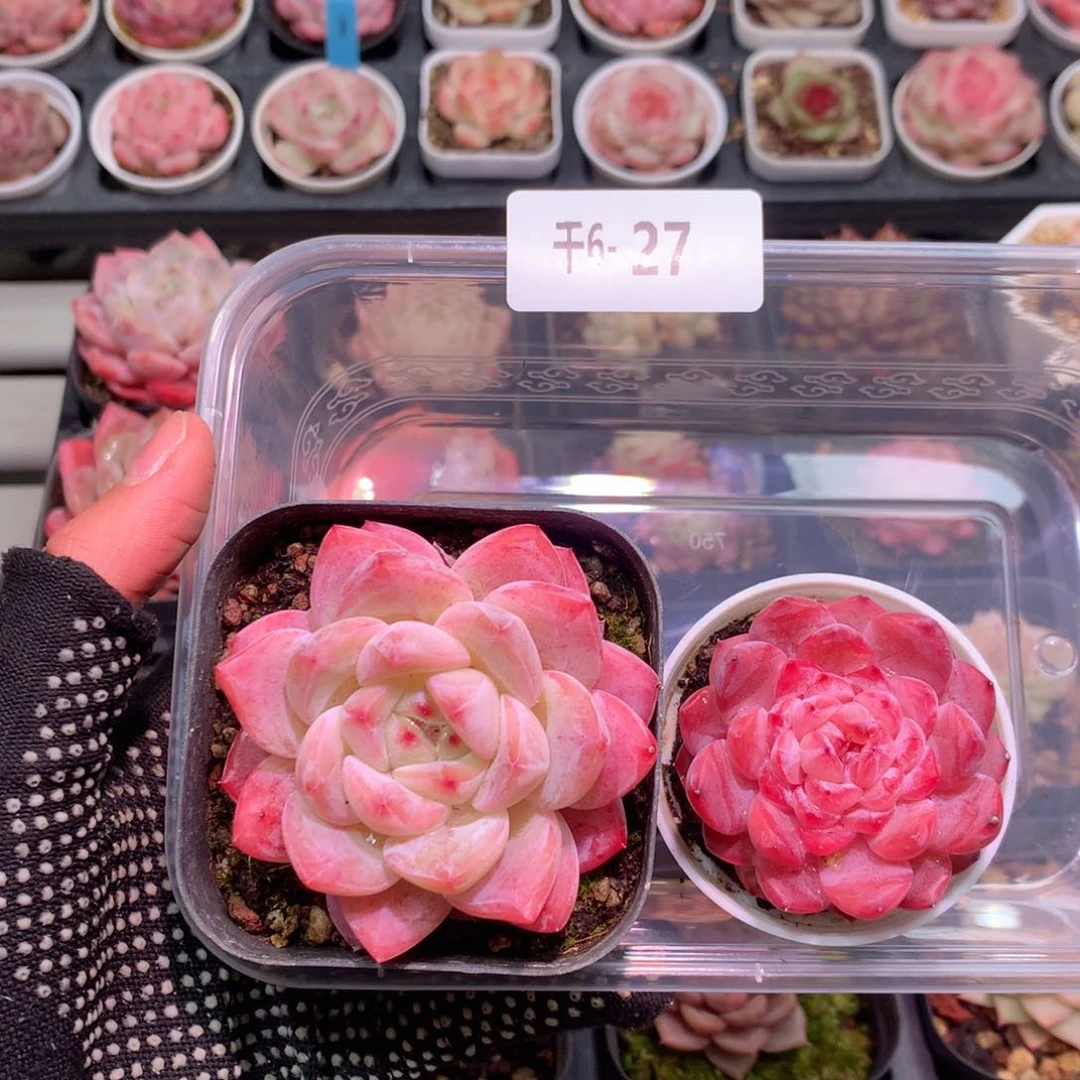 千6-27拼盘2颗含盆土
