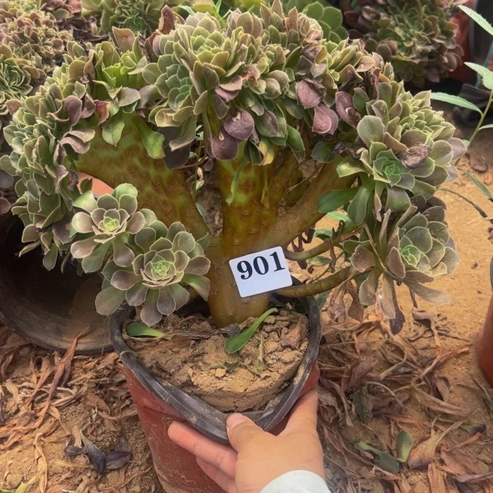 玫瑰缀小微瑕901.