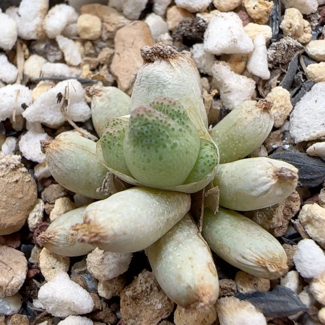 743龙猫斑马福利