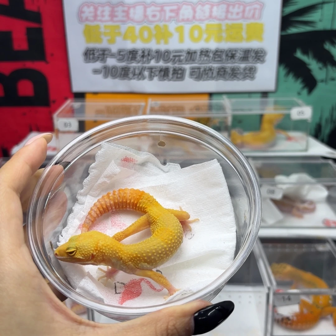豹纹守宫阳光妹妹 V109