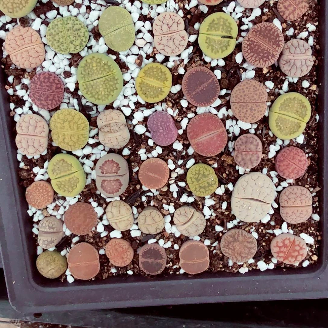 我们就能成为这样好760