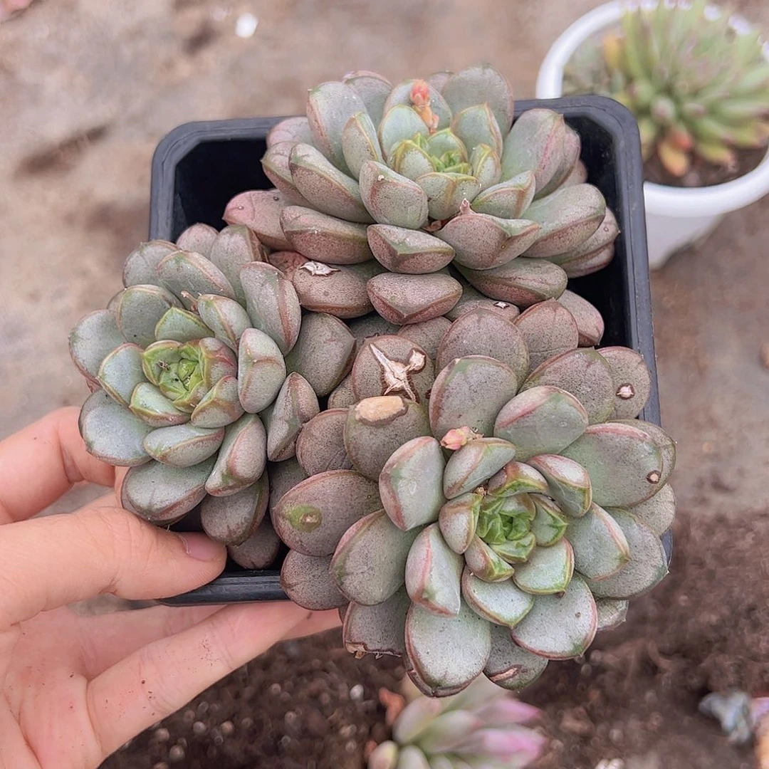 葡萄三头起发精品老桩