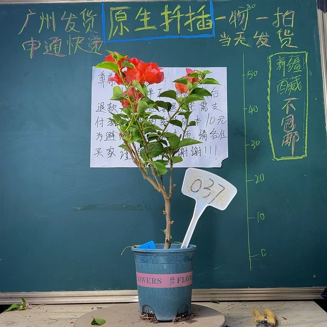 当前无花栽培后可以开花炸 暗斑夕阳红037