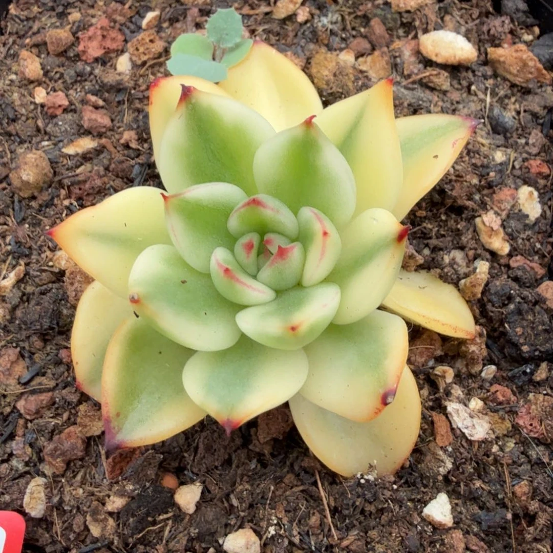 汉娜锦大锦边腹轮锦一颗