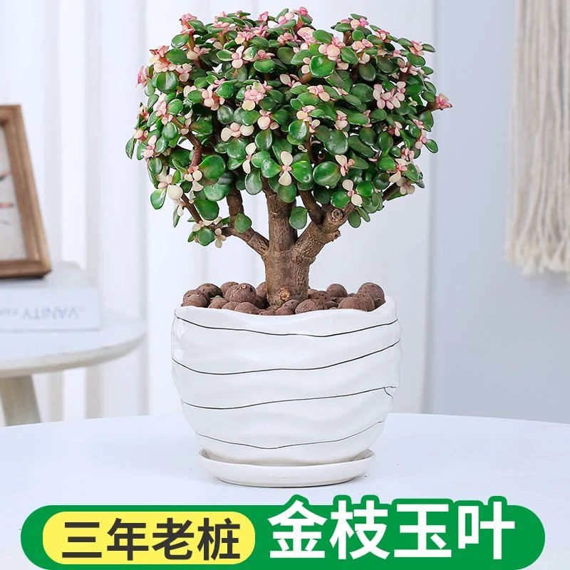 金枝玉叶盆栽多肉植物老桩造型好养花卉稀有品种客厅阳台桌面绿植