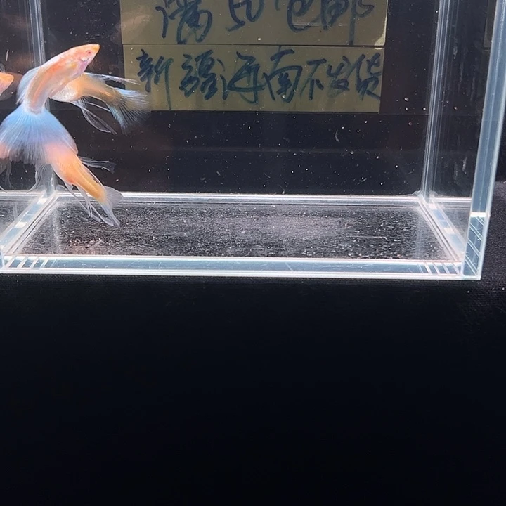 孔雀鱼天空蓝孔雀大c