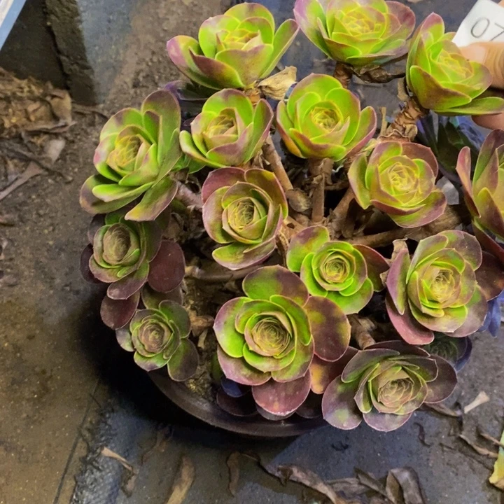 魅金多肉断头不包0776