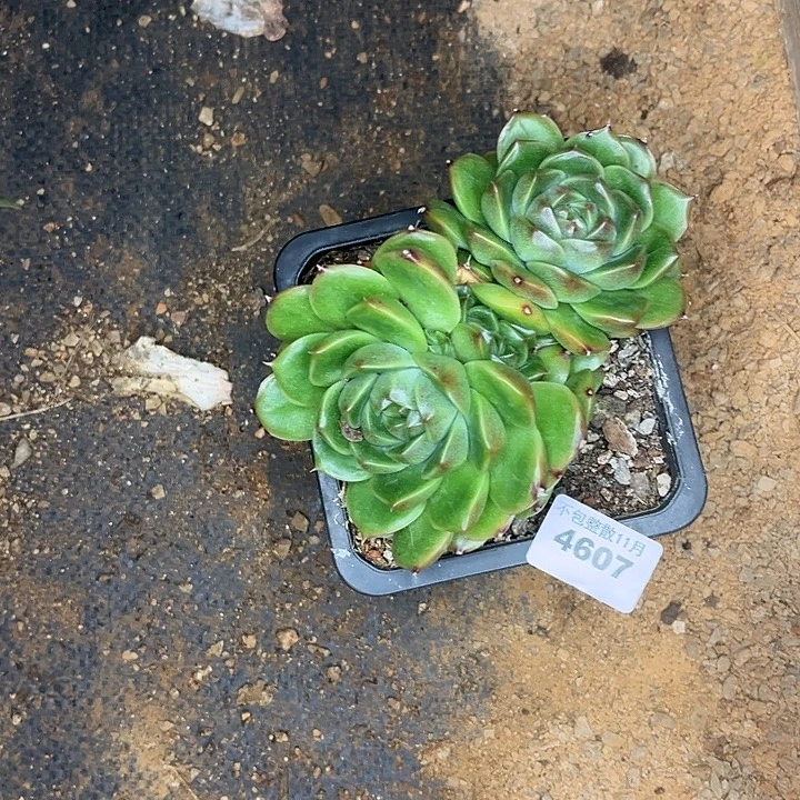 是***呀阿雅园艺。         4607