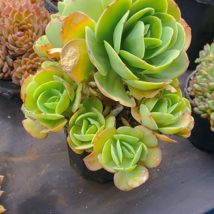 夏悦多肉0209-121碧桃