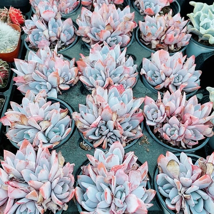 白莲48一盆5588568889998556