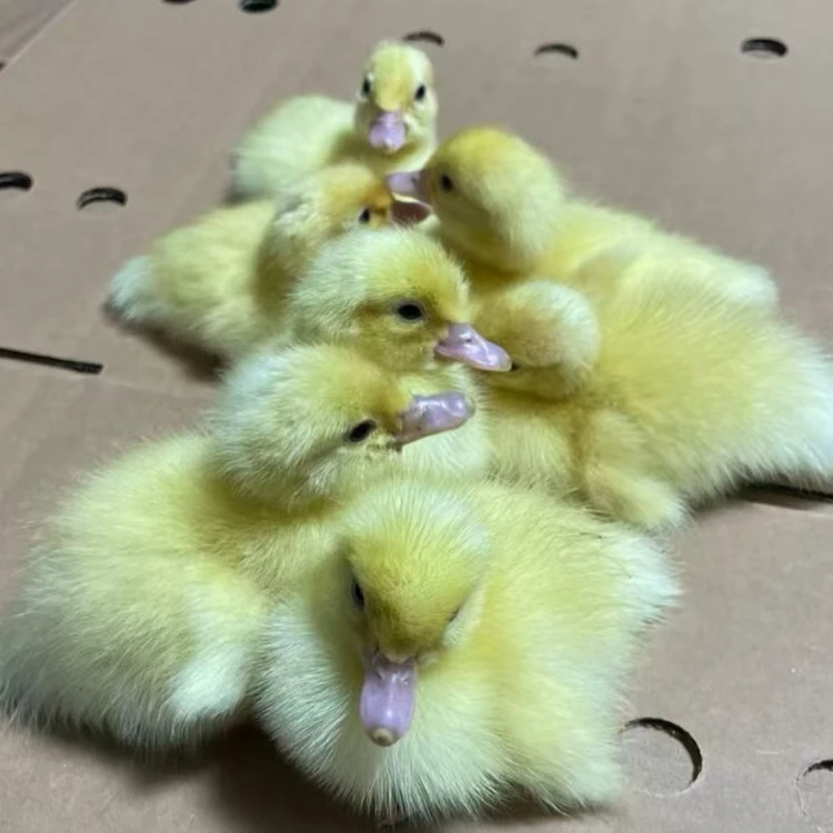 宠物鸭红脸红鼻鸭活泼好动易饲养顺丰包邮