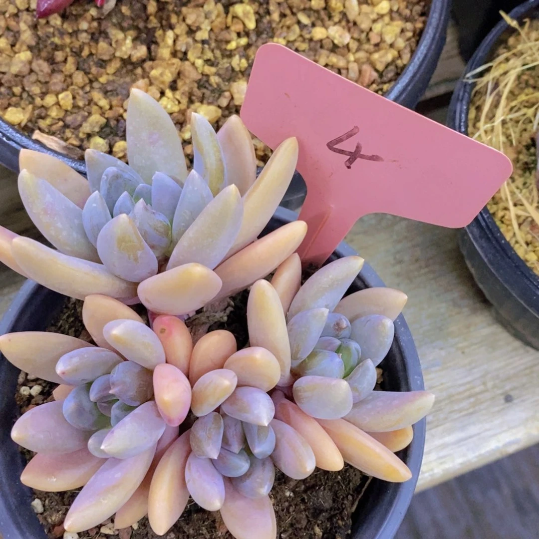 快乐至上，开心无价，一物一拍