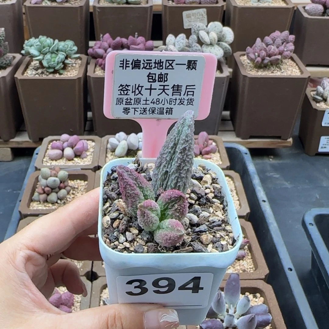 394龙珠多肉植物