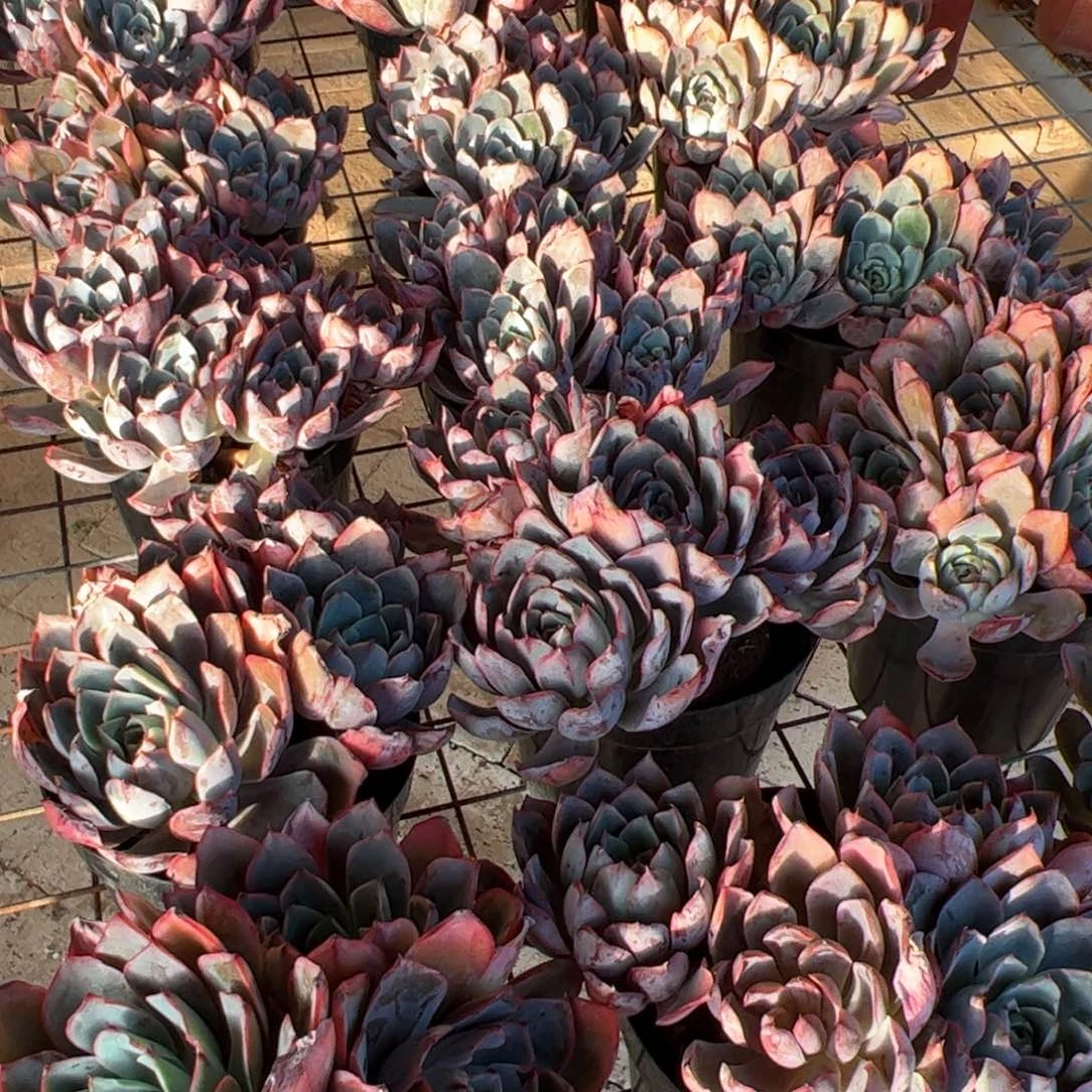 新疆包邮 赫拉群