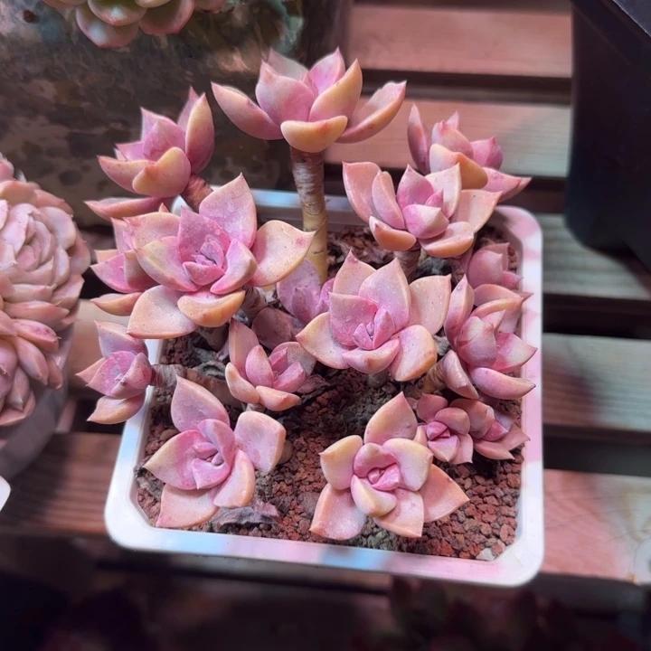 韩版初恋多肉植物vgchh