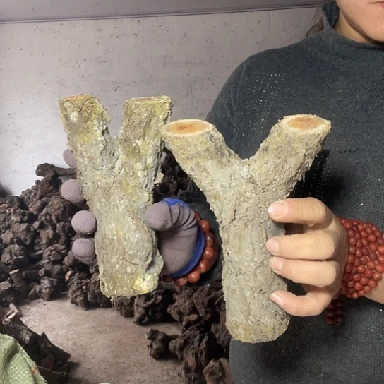 火流璃，嗯嗯嗯嗯啊