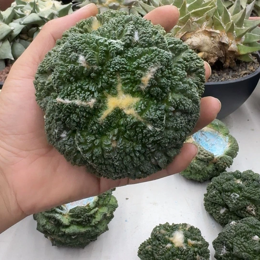 小***叔自根哥斯拉，暂未开根