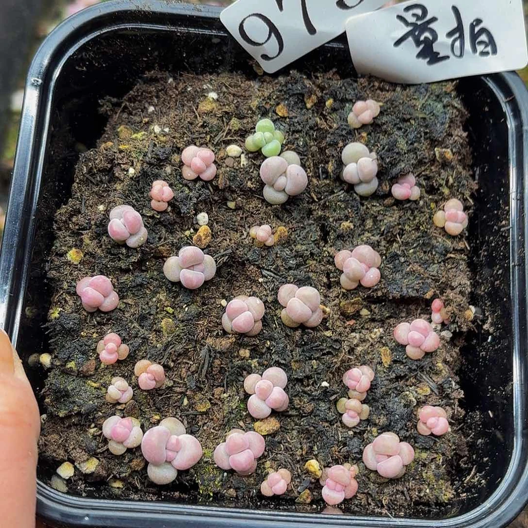 多肉植物多肉植物973量拍