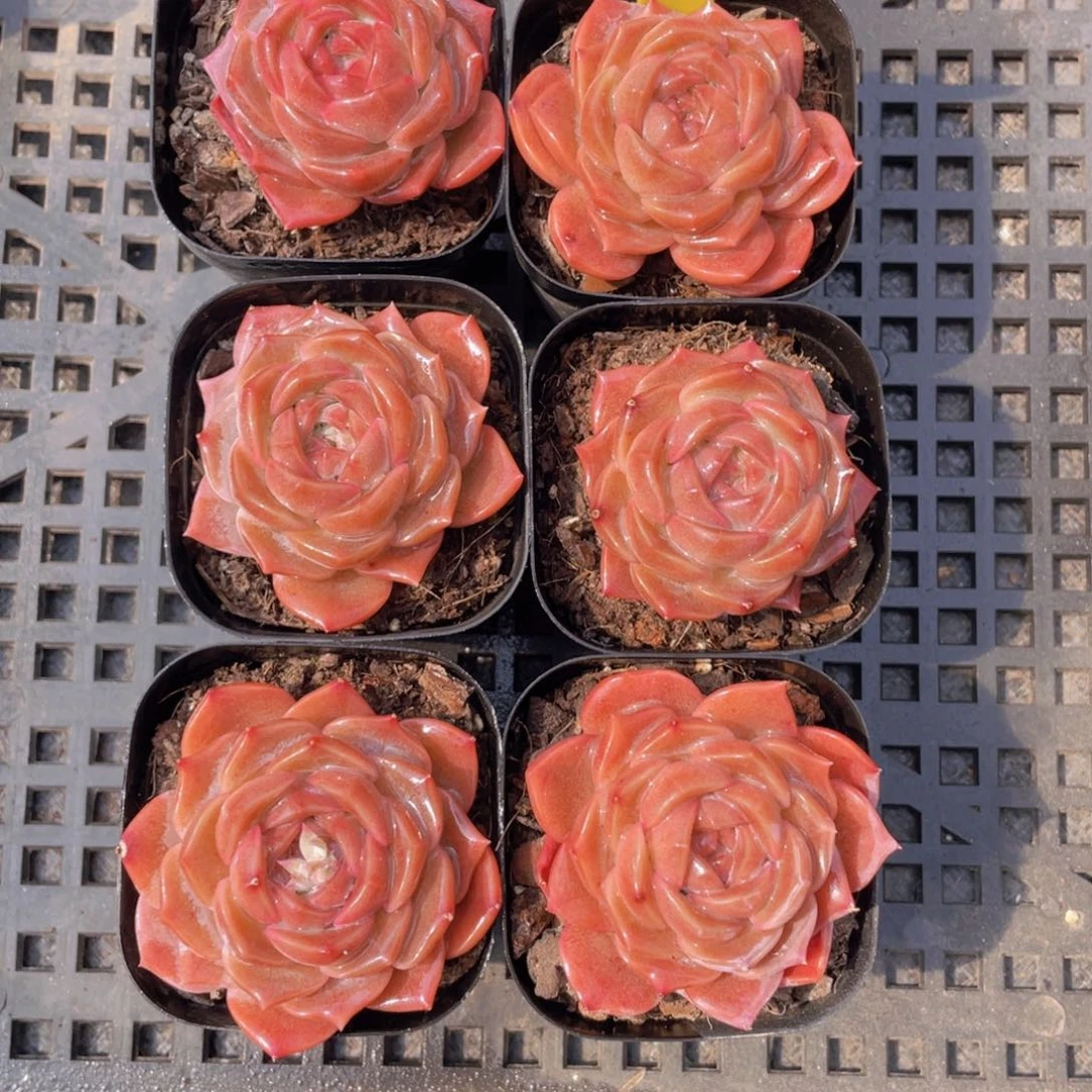 884号 草莓啵啵单头一个