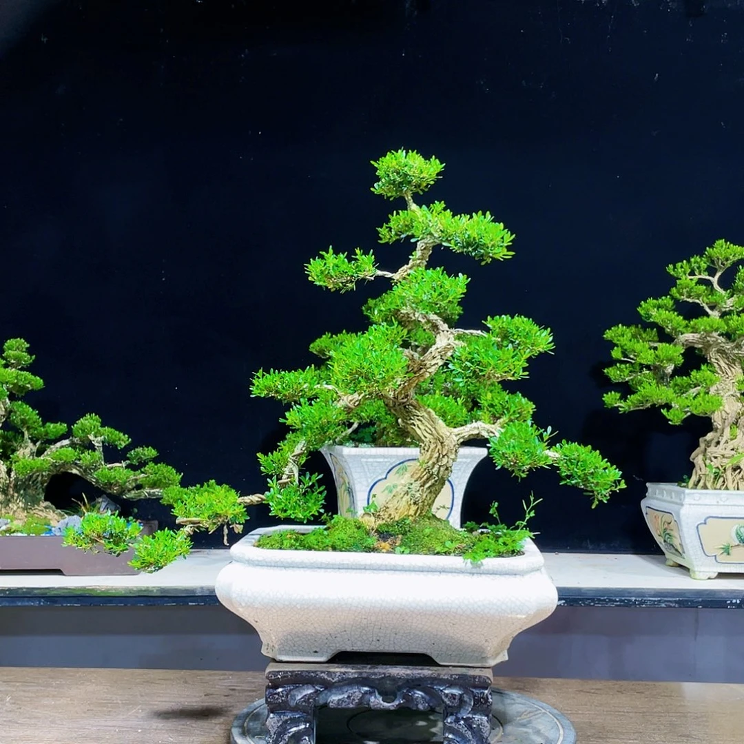 黄杨盆景四季常青
