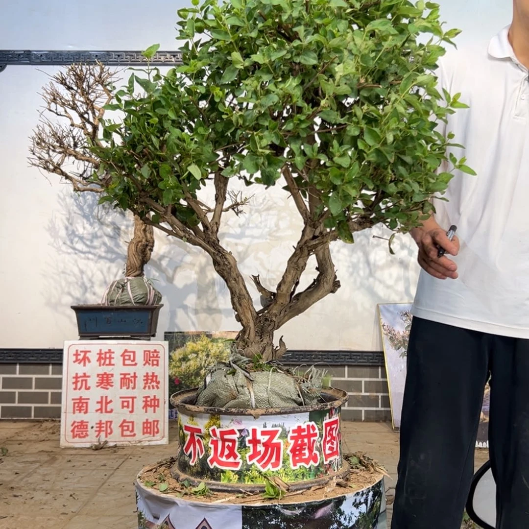 无花朵金银花开花12842342655