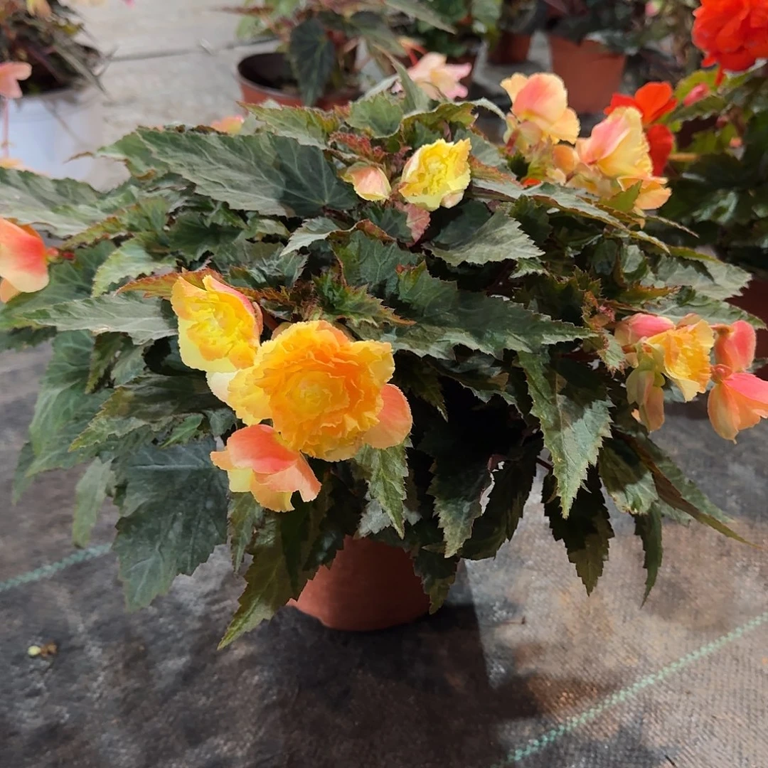 慢***虹180日出，不拍保温冻死不售后掉花折叶正常介意勿拍