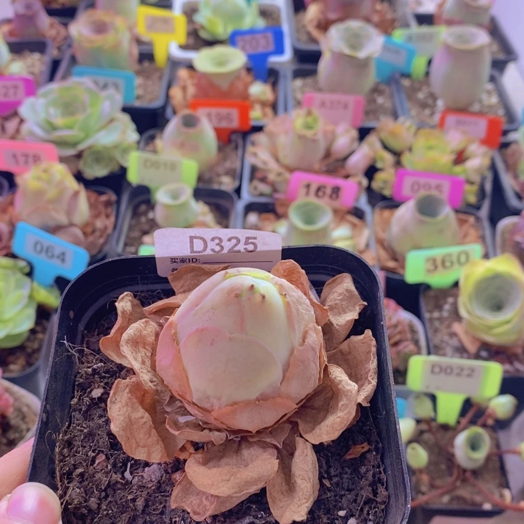 电***芬山地玫瑰一物一拍325