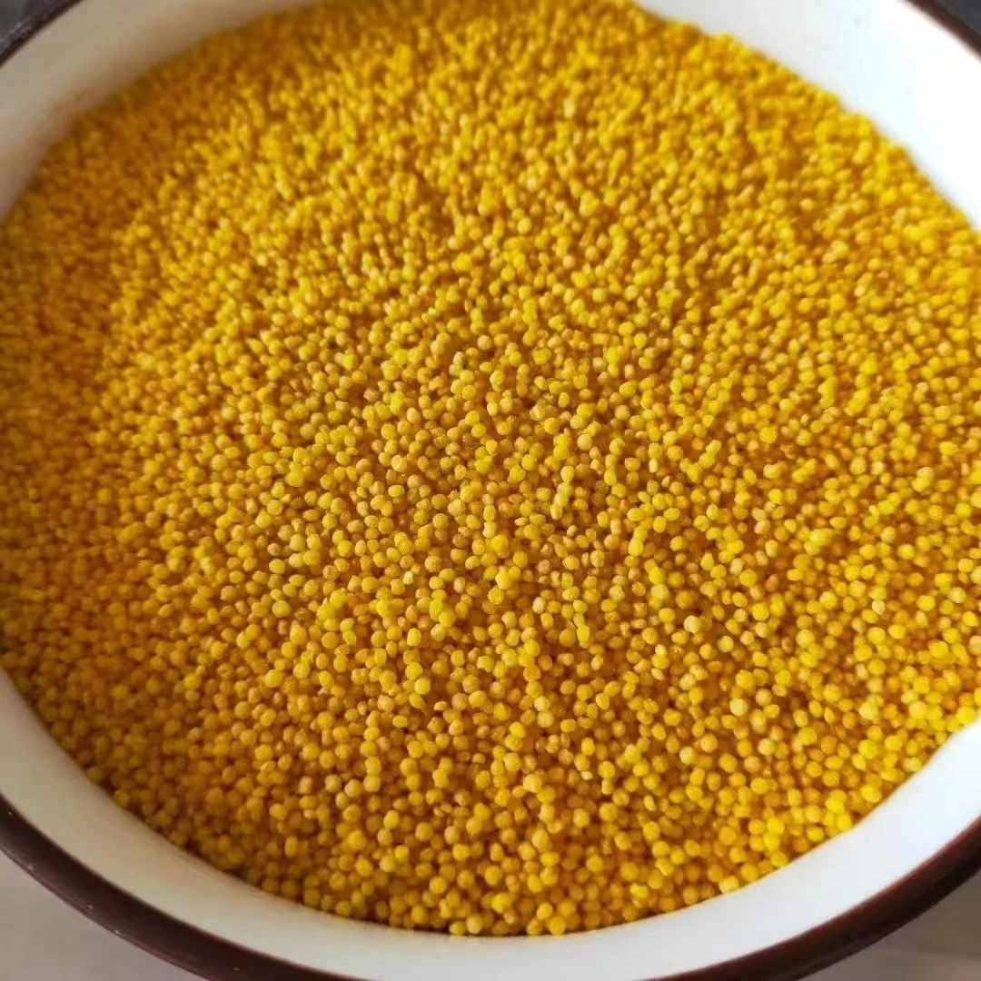 高原农家黄小米自种小米粥原料五谷杂粮