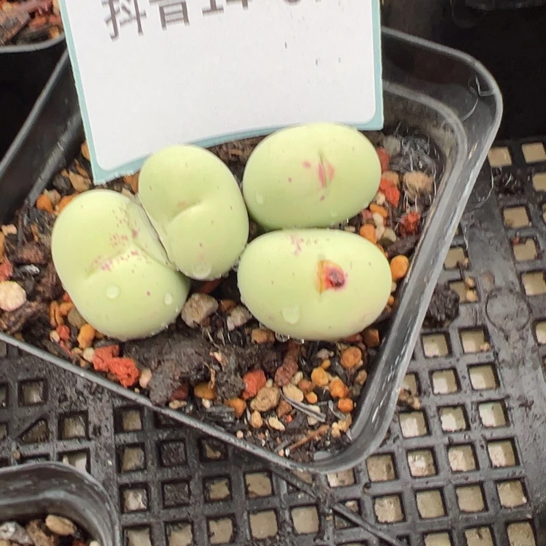 14-07大型红嘴多肉植物