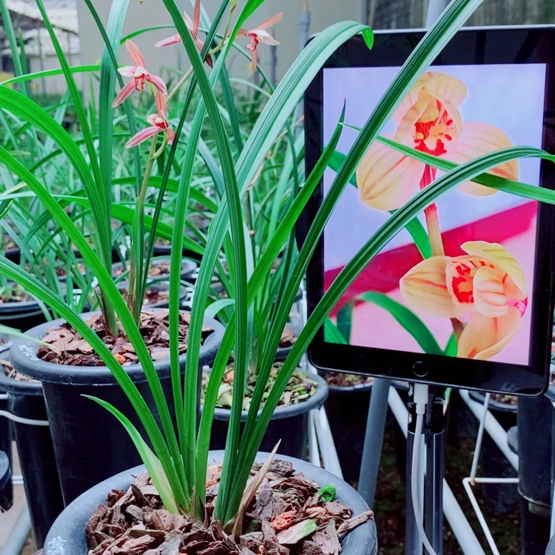 当前无花栽培后可以开花