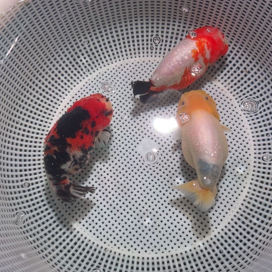 王***沁海水鱼潘氏金鱼兰寿金鱼