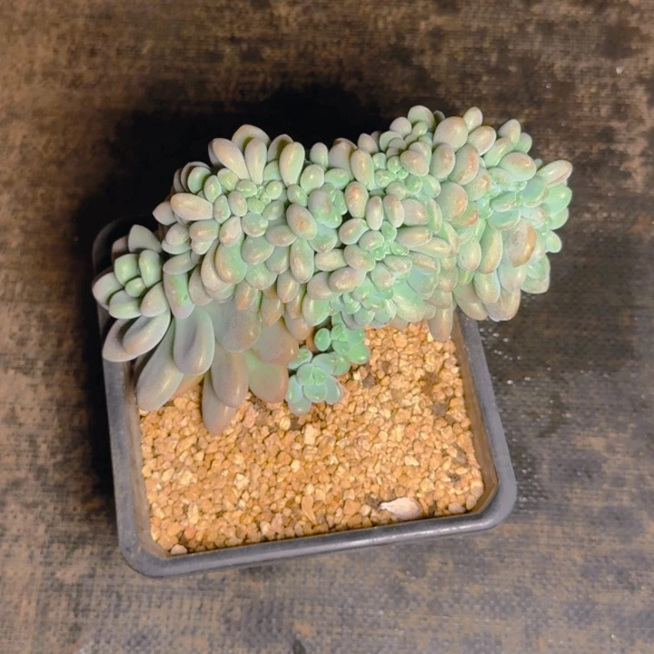 咖啡发货11111111111