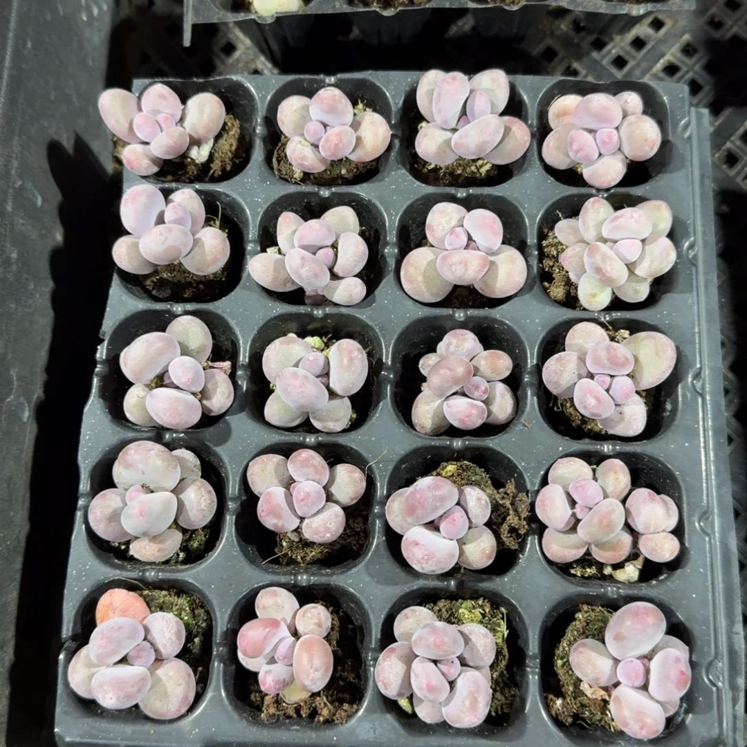 圆滚滚奶酪20颗一组