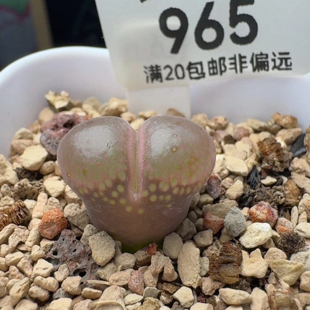 红流沙带盆土