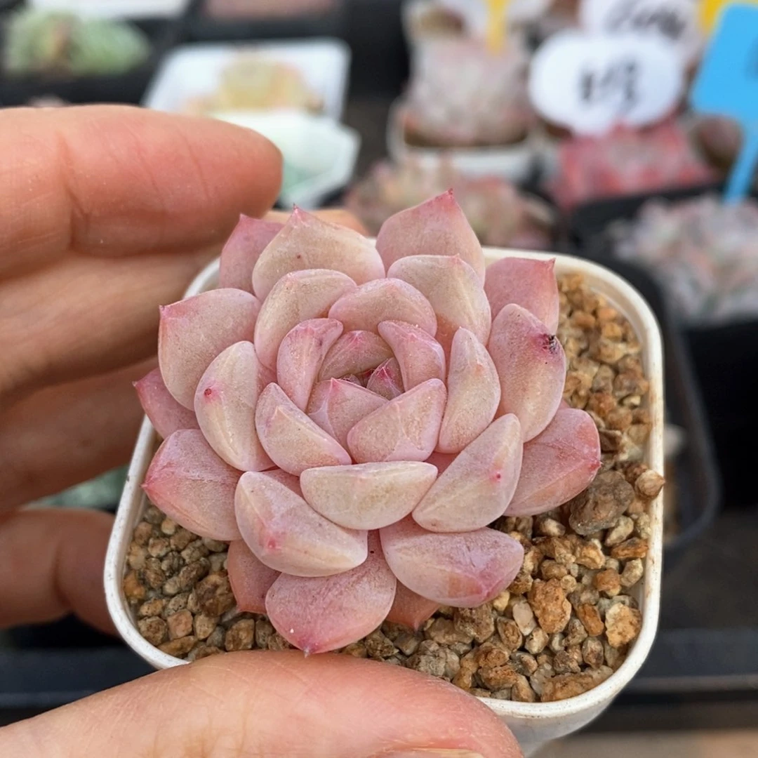 精品多肉一物一拍不包整72