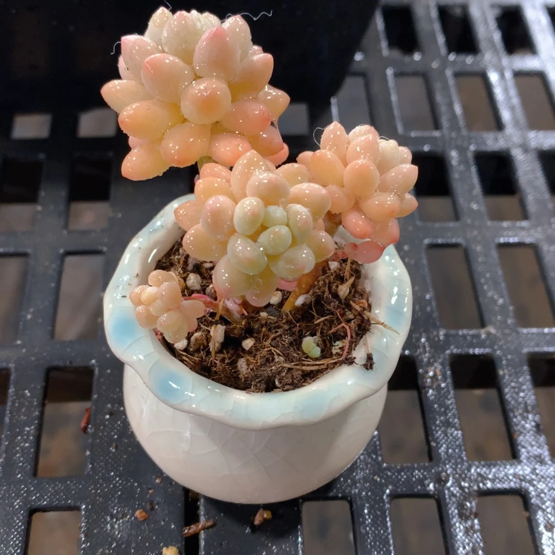 肉萌萌精控多肉 5cm盆量拍 鱼子酱群瓷盆