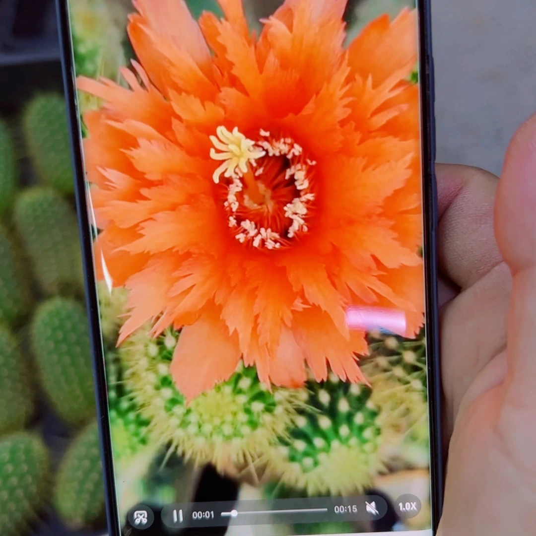 下63毛超级橙歪无根侧芽4公分左右20包邮