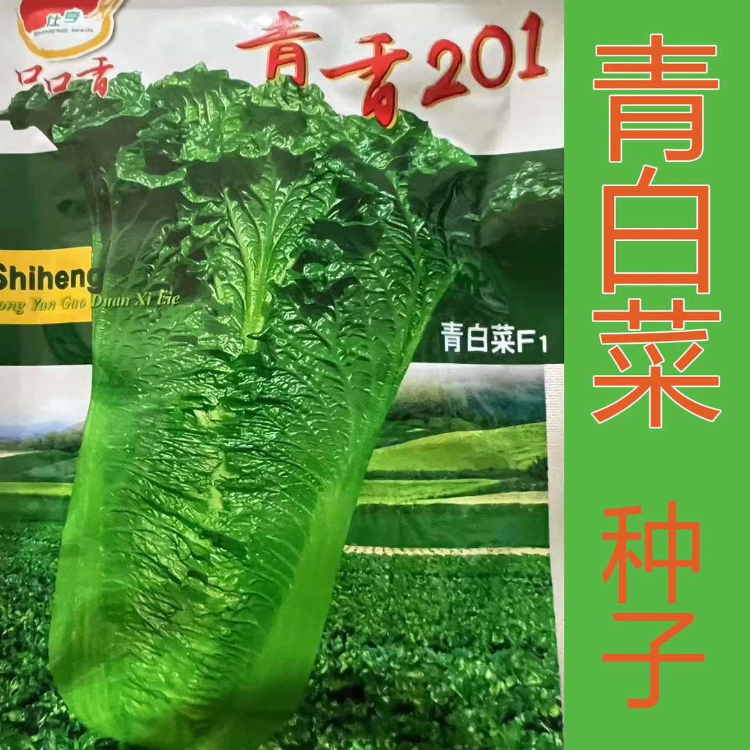 白菜种子早熟皱叶直筒青白菜青香201口口香白菜阳台盆栽蔬菜种子