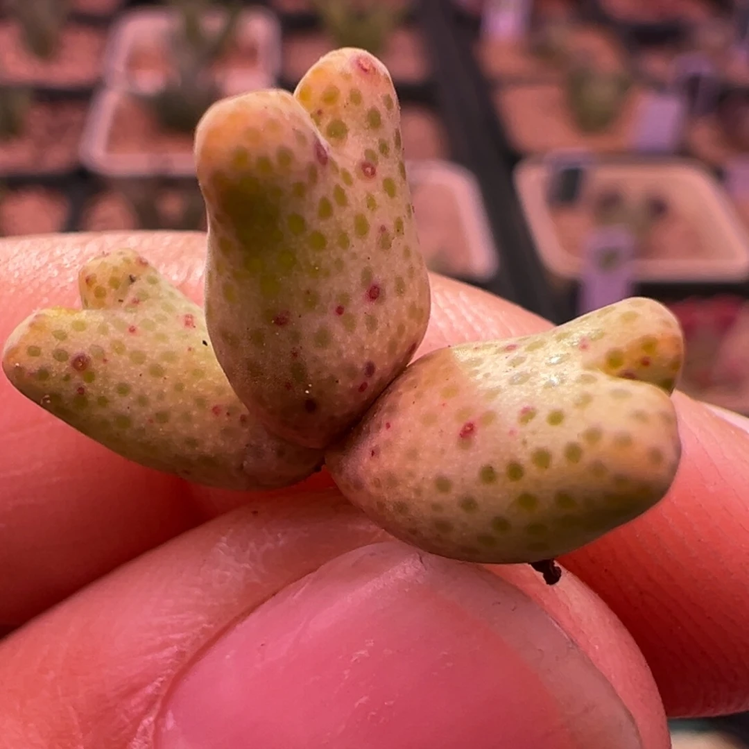 401。黄斑马955d斑马