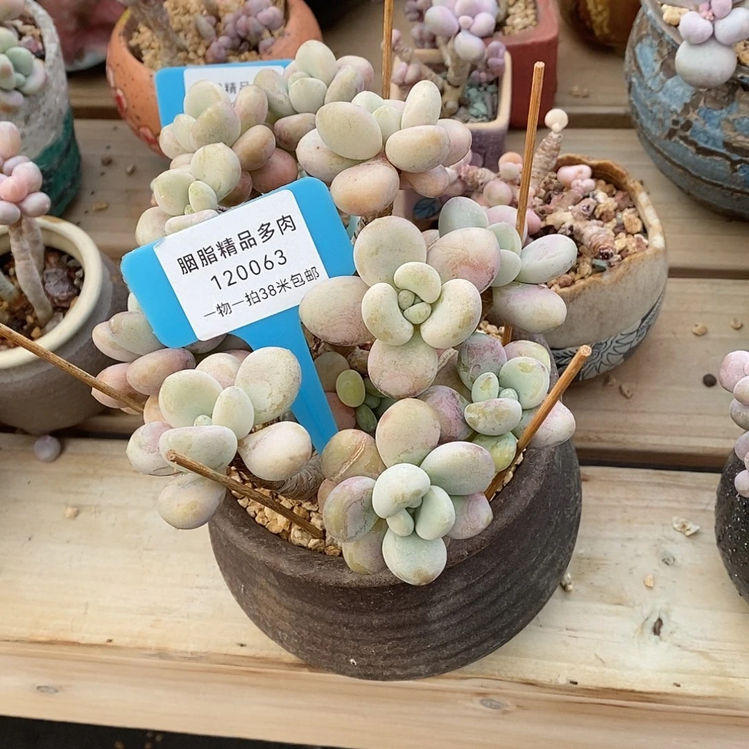 063我烧烤了莫问小雨