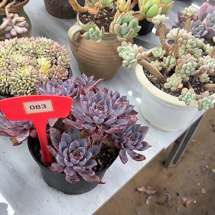 芳***婷赫拉多肉植物083 级了