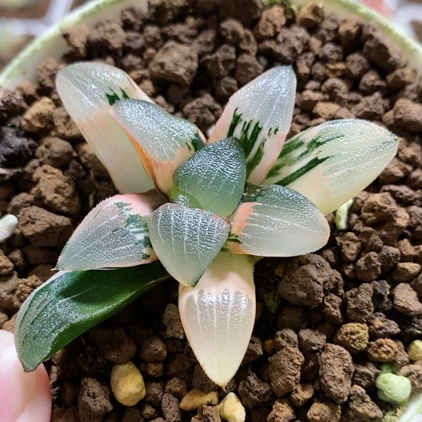【闪购商品】163和田玉