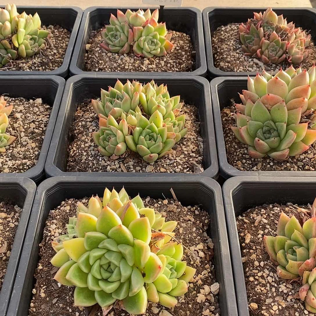 85青冬云不包整 福利多多