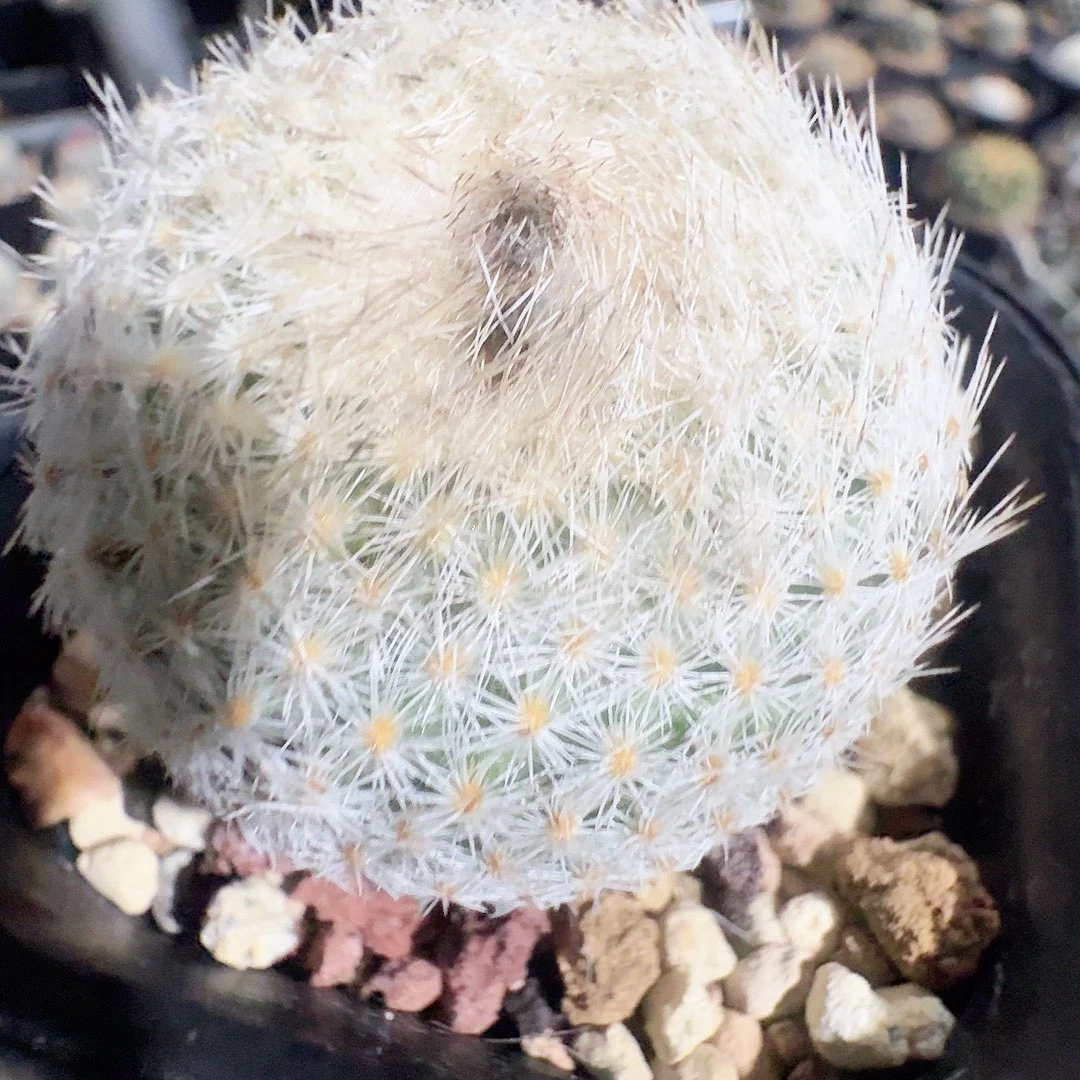 实生月世界带盆发货