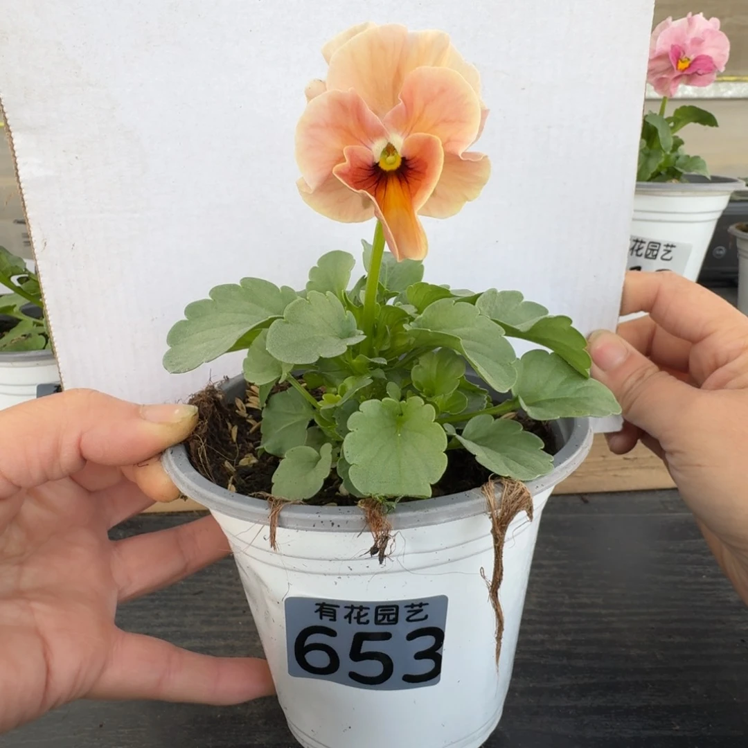 无花朵653号角堇