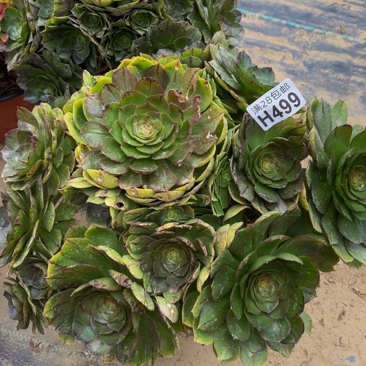 499多肉植物一物一拍