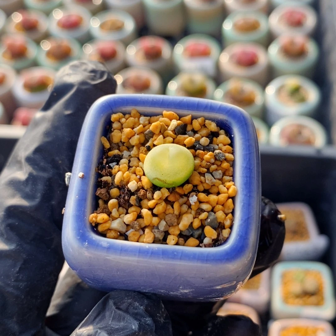 3784--一物一拍 带盆