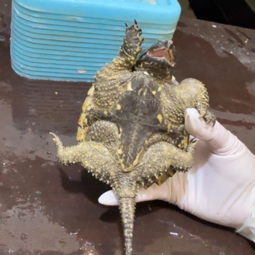 —****公母搭配小鳄龟编号68，福利价