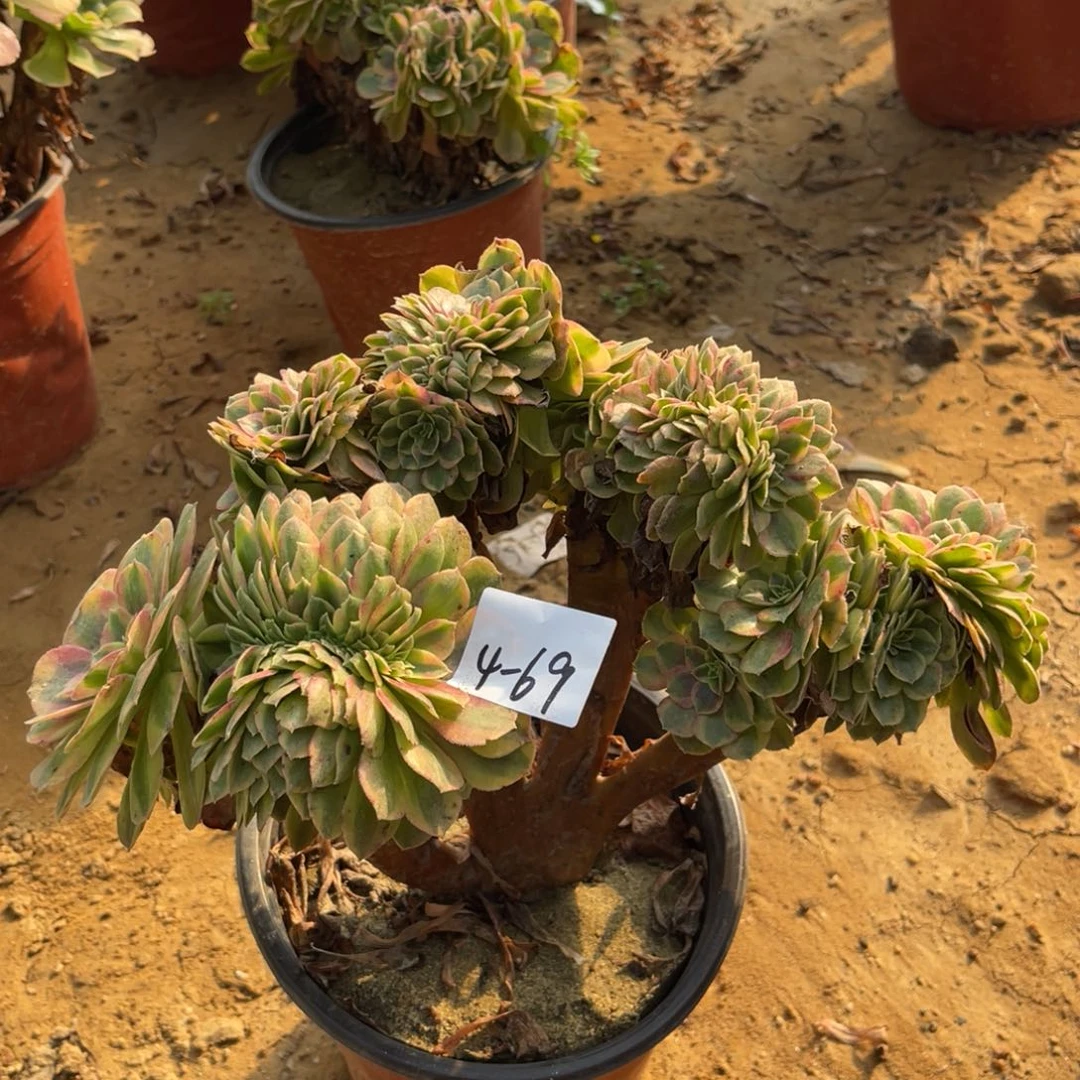 4-69雨荷缀化多肉